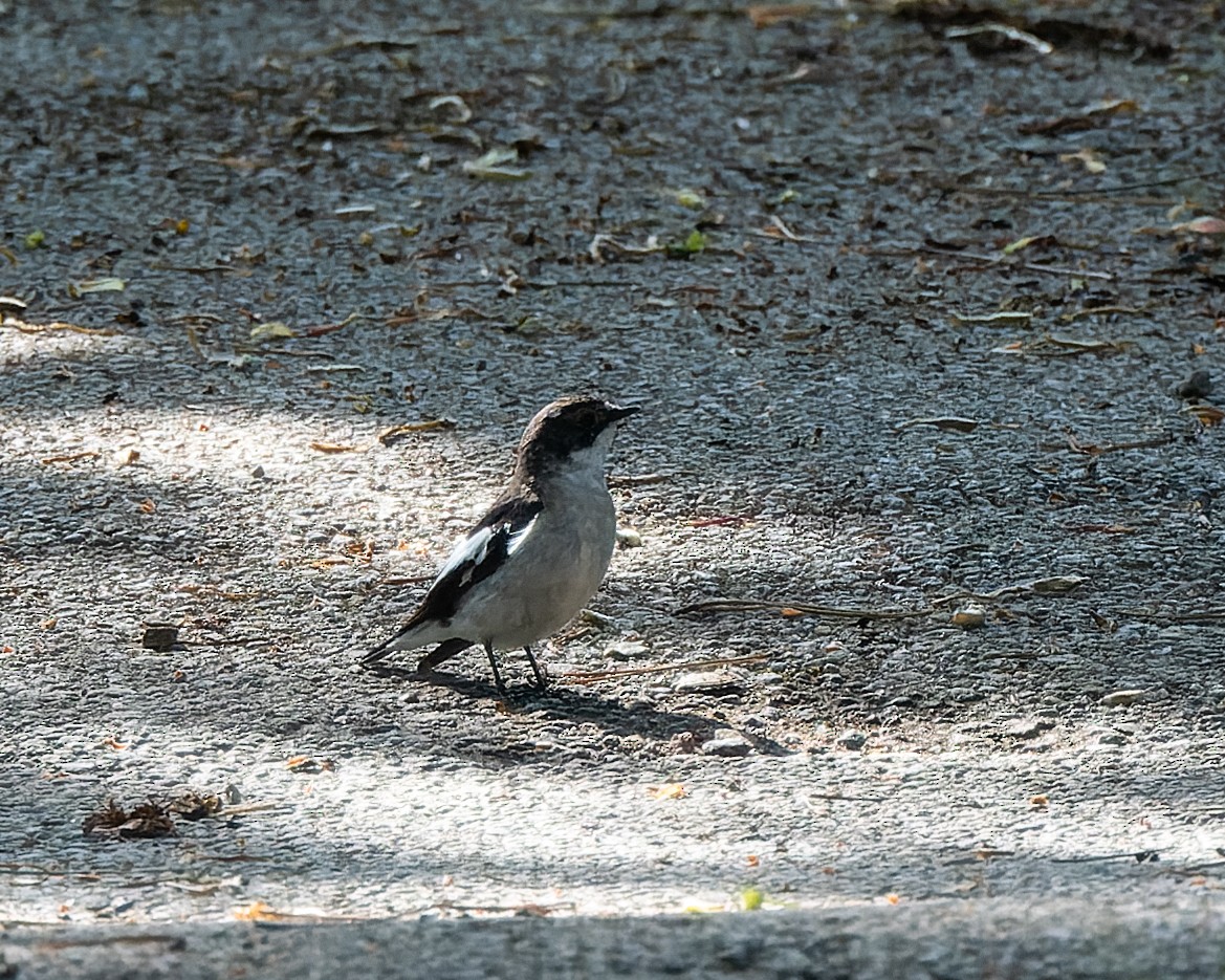 Semicollared Flycatcher - ML619450929