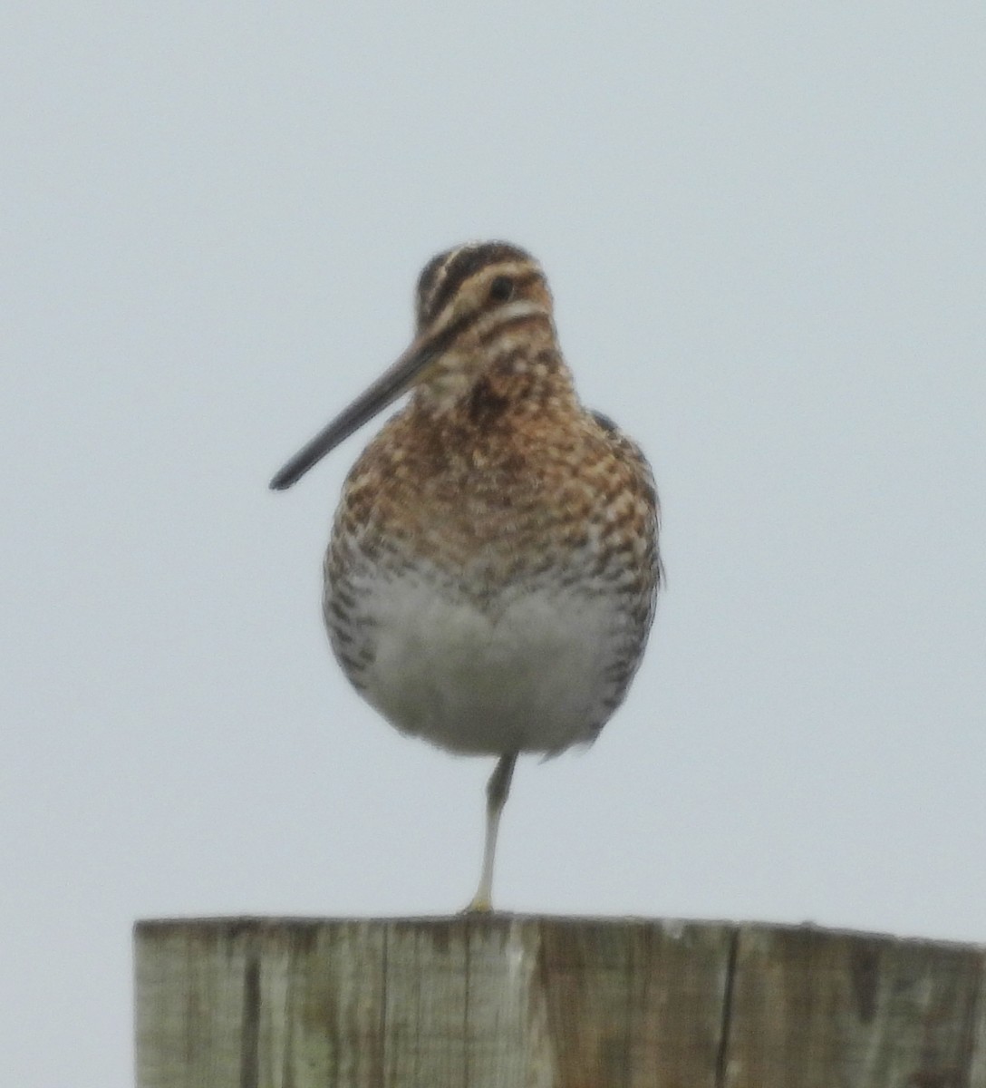 Wilson's Snipe - ML619450932