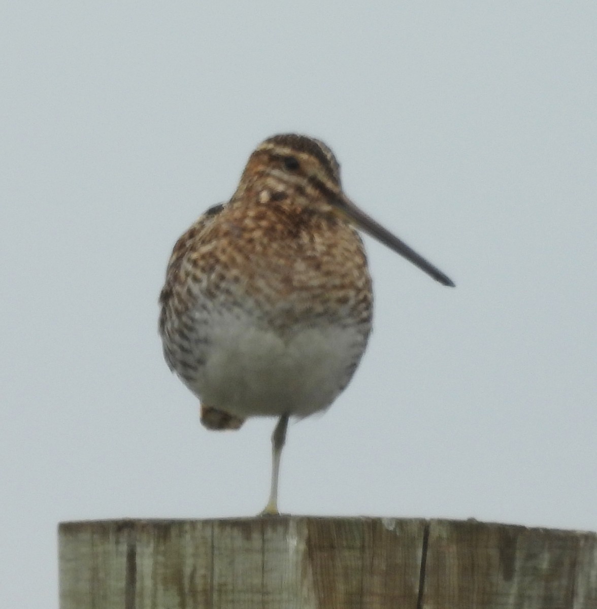 Wilson's Snipe - ML619450933