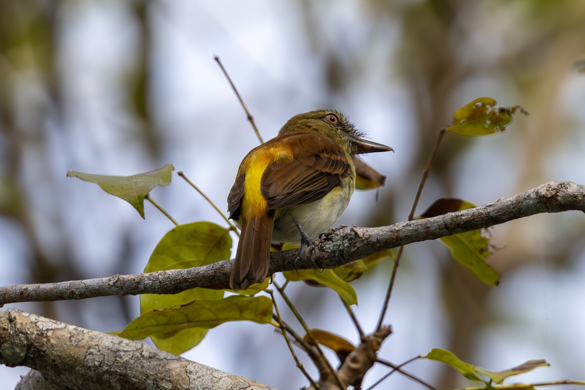 Bright-rumped Attila - Mason Flint