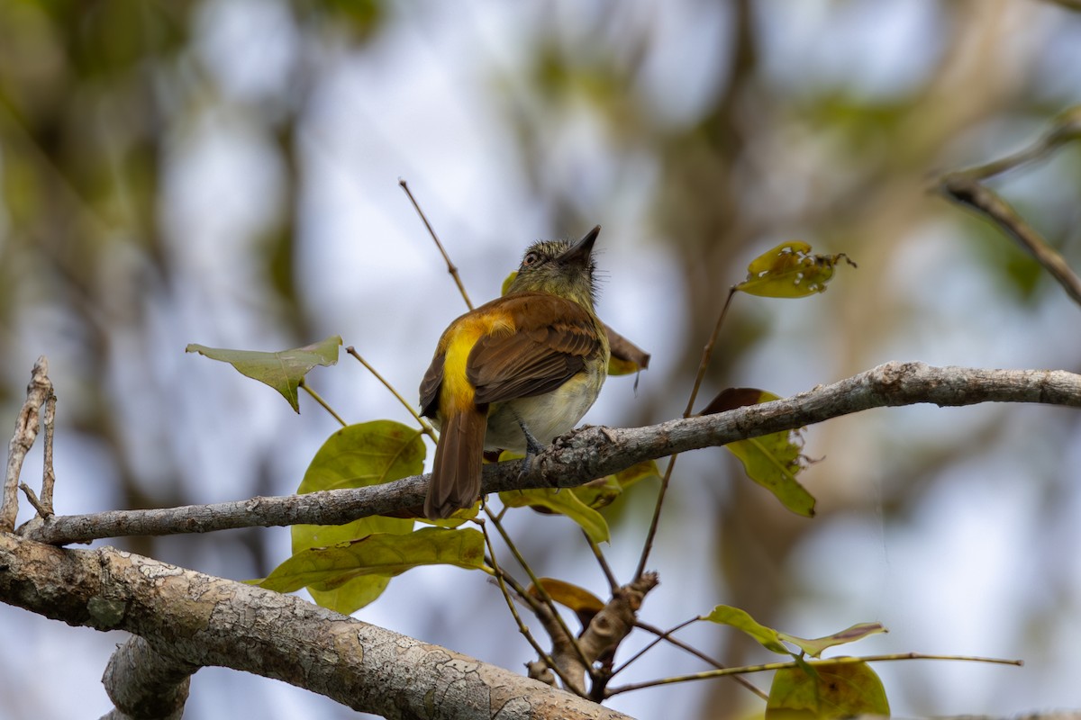 Bright-rumped Attila - Mason Flint