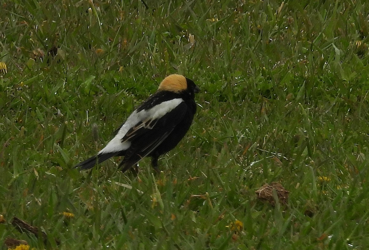 Bobolink - Pat Grantham