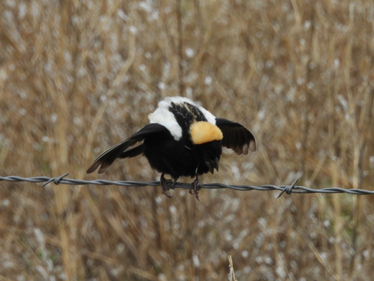 Bobolink - Pat Grantham