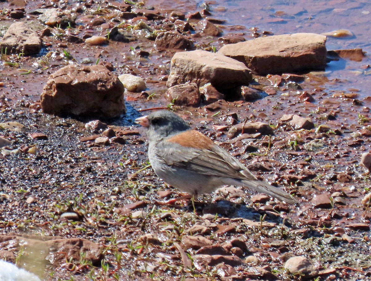 Dark-eyed Junco (Gray-headed) - JoAnn Potter Riggle 🦤