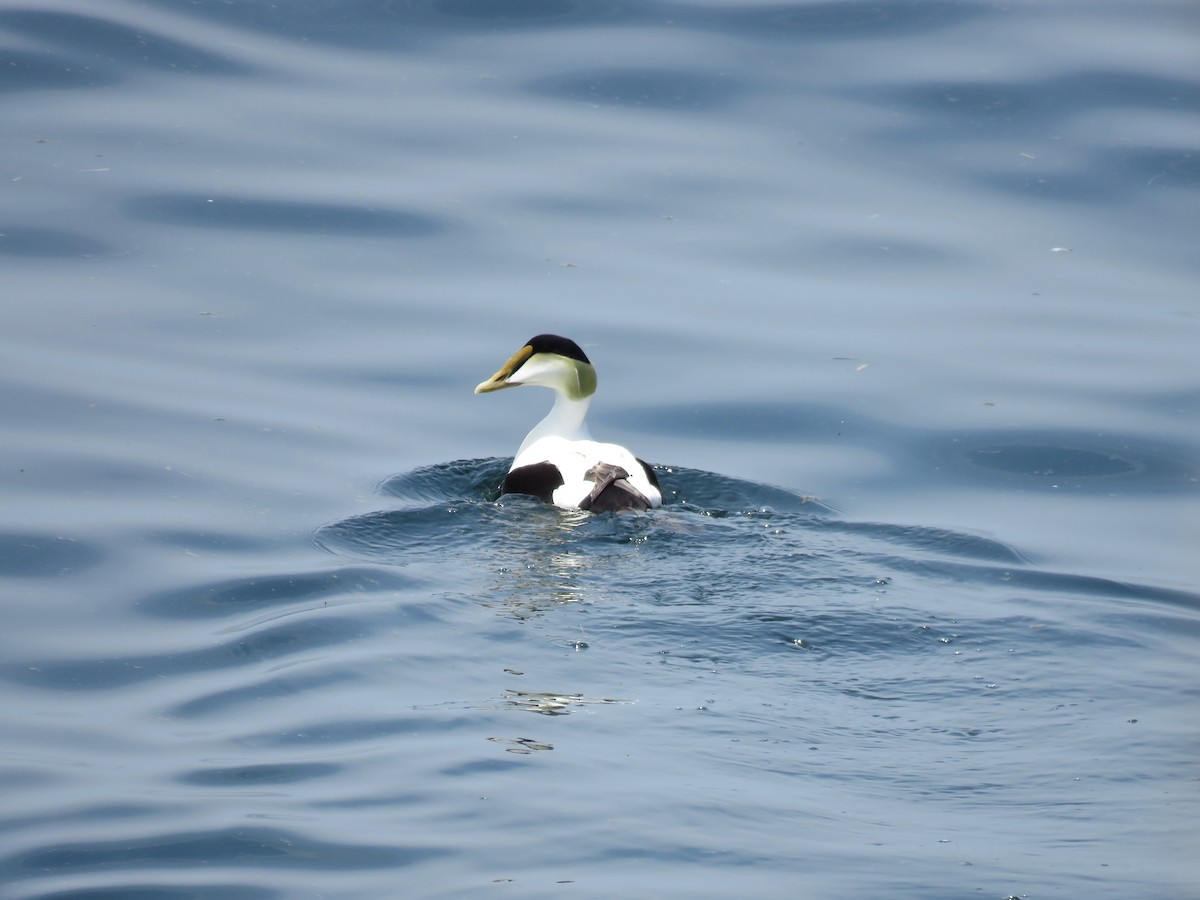 Common Eider - Hannah Glass