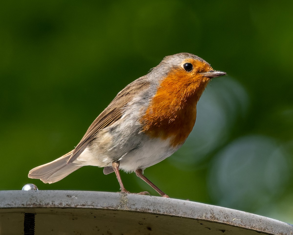 European Robin - Magnus Andersson