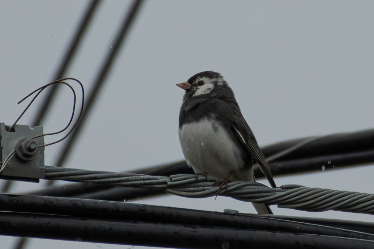 Dark-eyed Junco - Ian Winter