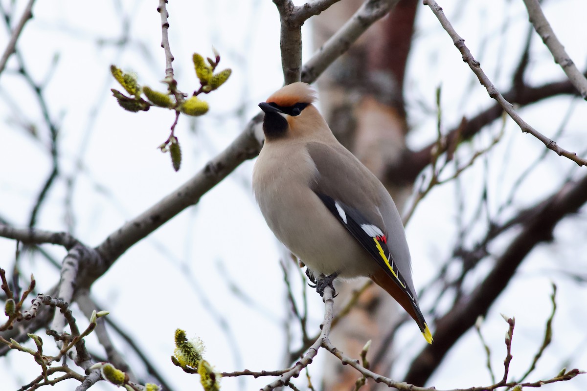 Bohemian Waxwing - Clement Charenton