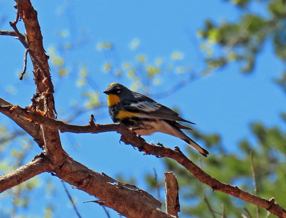 Yellow-rumped Warbler (Audubon's) - JoAnn Potter Riggle 🦤