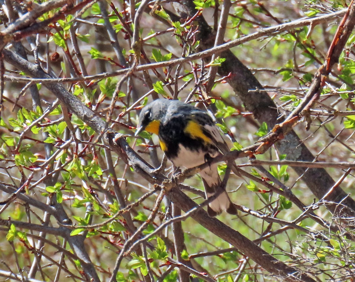 Yellow-rumped Warbler (Audubon's) - JoAnn Potter Riggle 🦤