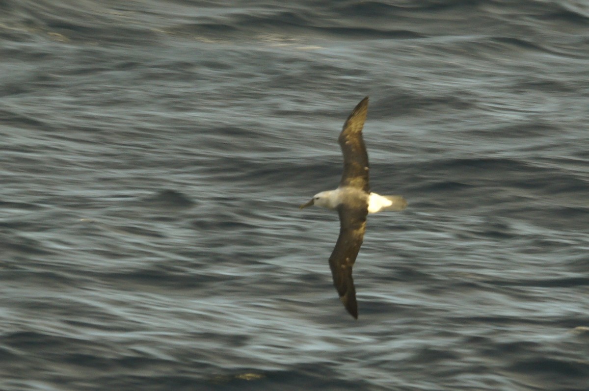 Atlantic Yellow-nosed Albatross - Mike Pennington