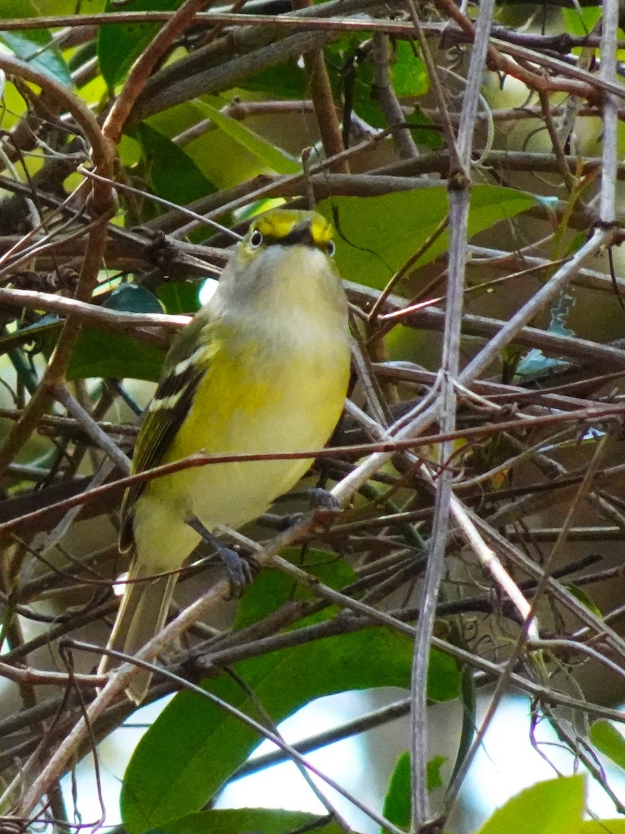 White-eyed Vireo - ami horowitz