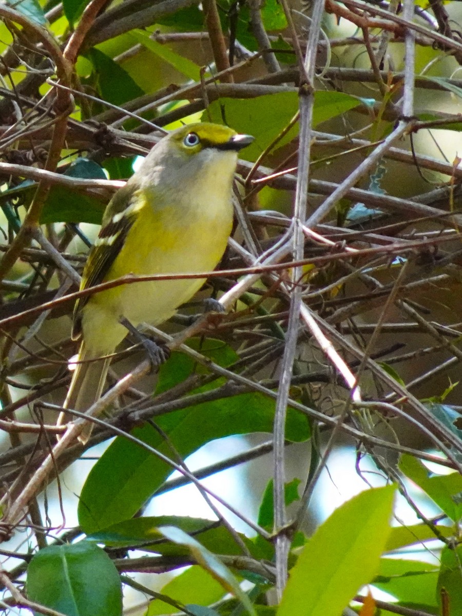 Vireo Ojiblanco - ML619450991