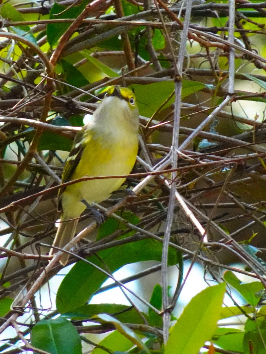 Vireo Ojiblanco - ML619450995