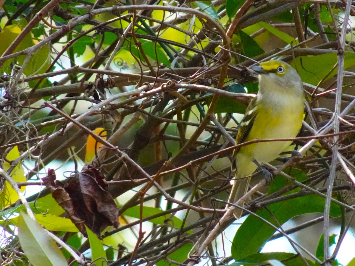 Vireo Ojiblanco - ML619450996