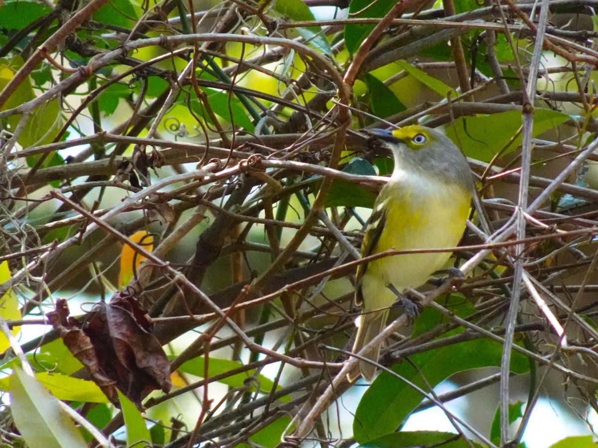 Vireo Ojiblanco - ML619450997