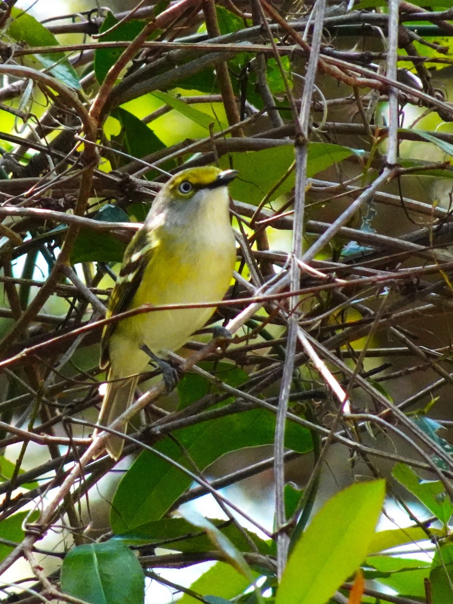 Vireo Ojiblanco - ML619450998