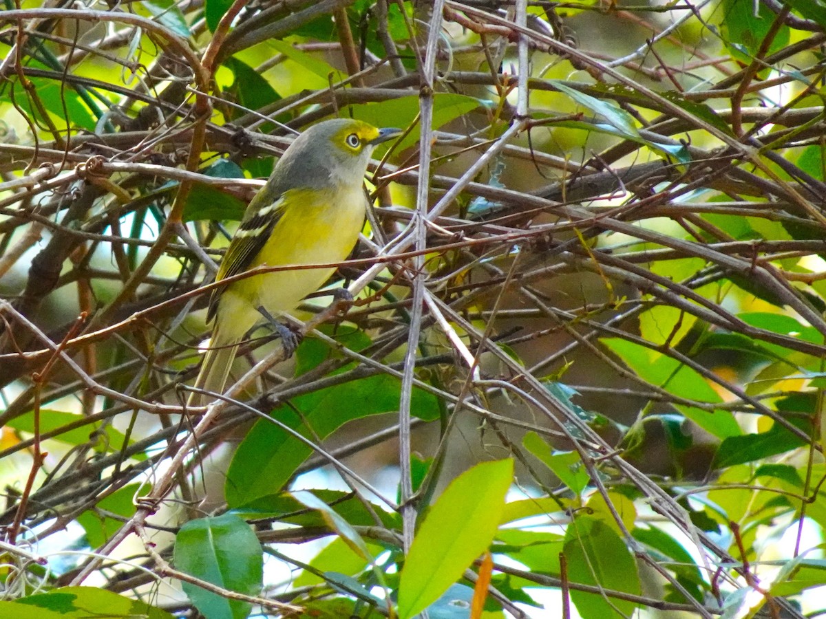 White-eyed Vireo - ami horowitz