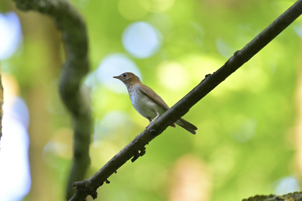 drozd hnědavý - ML619451004