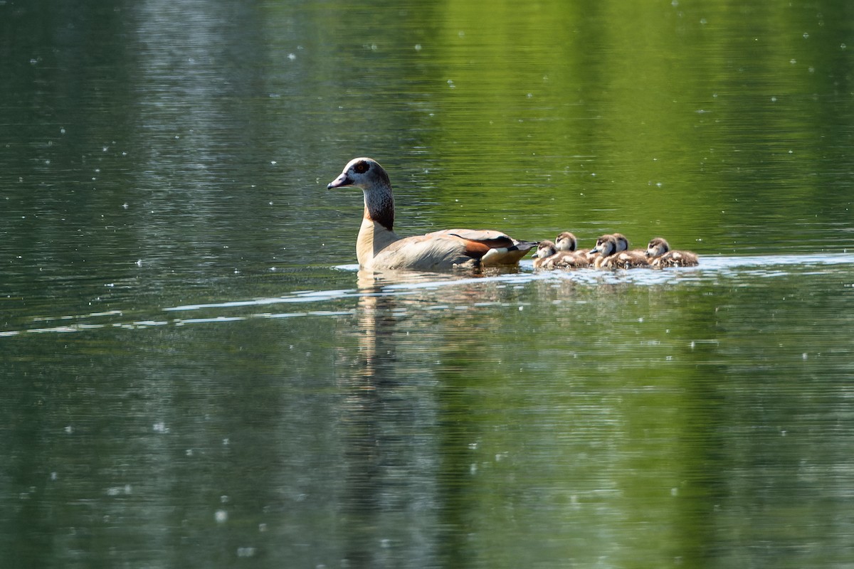 Egyptian Goose - Gabi Uhrova