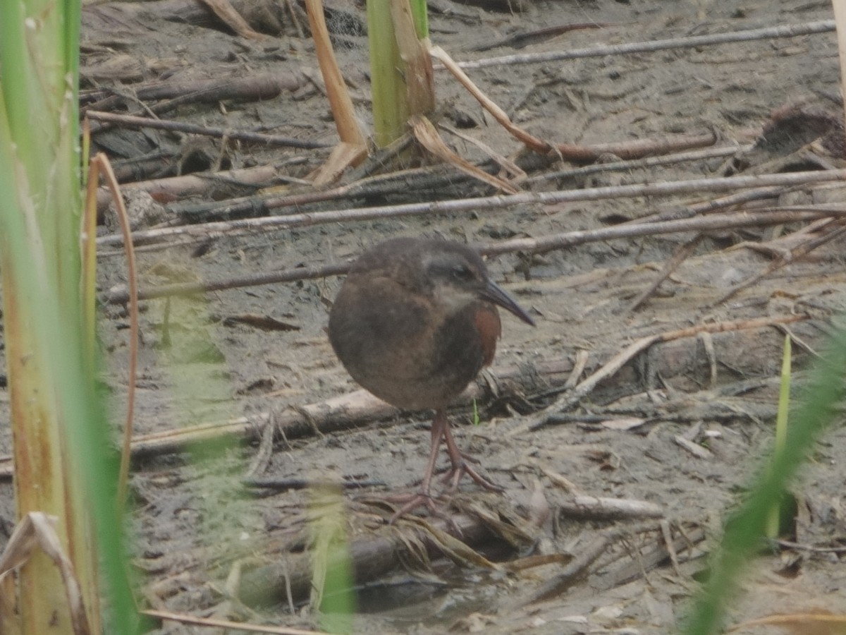 Virginia Rail - ML619451009