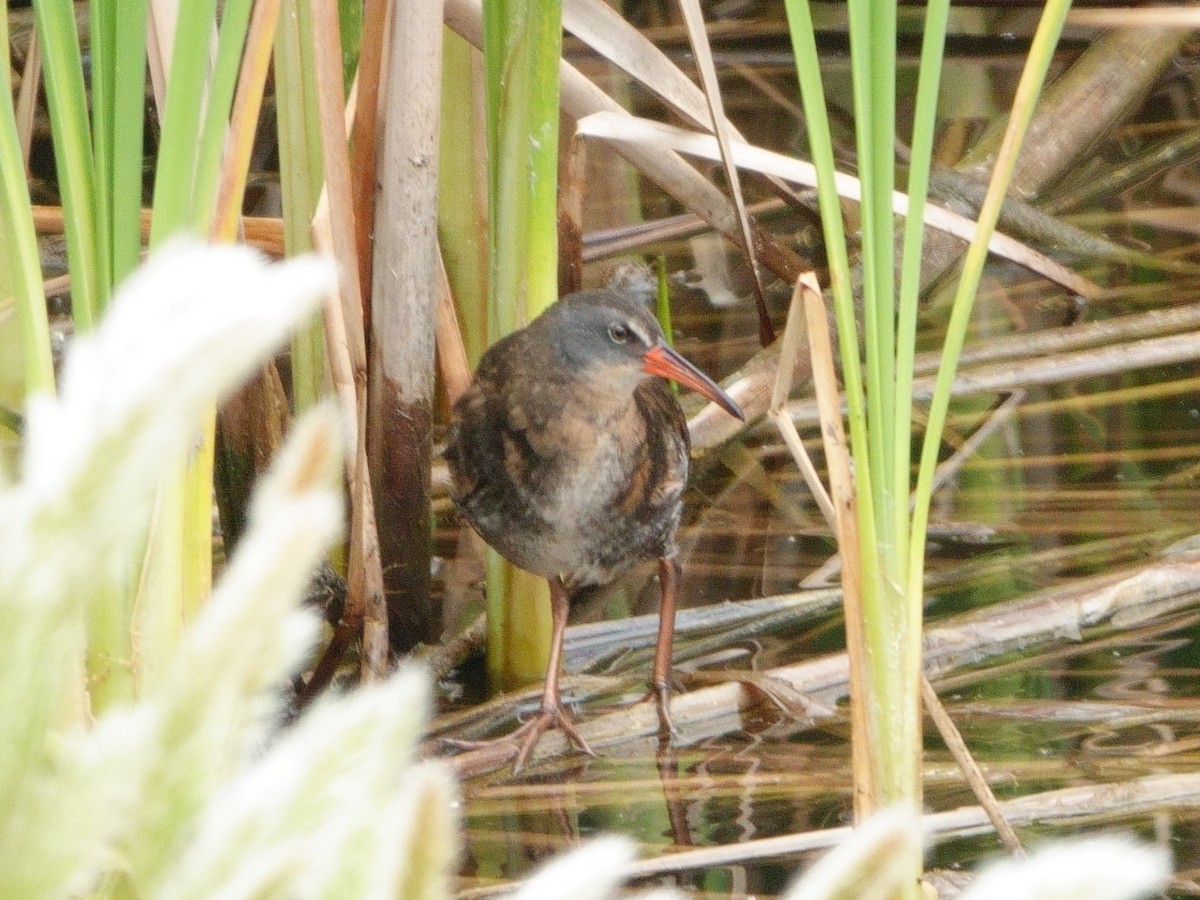 Virginia Rail - ML619451010