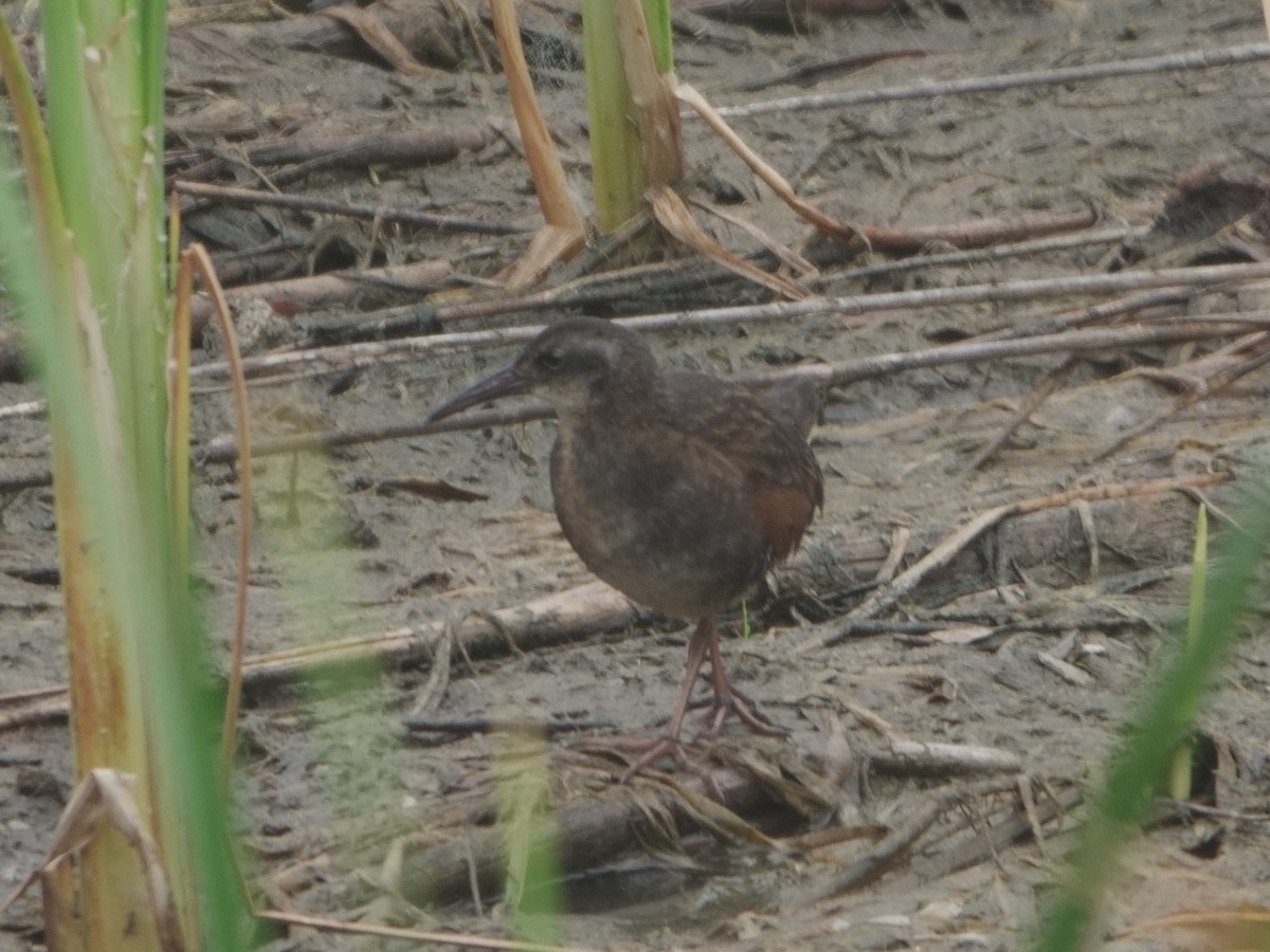 Virginia Rail - ML619451013