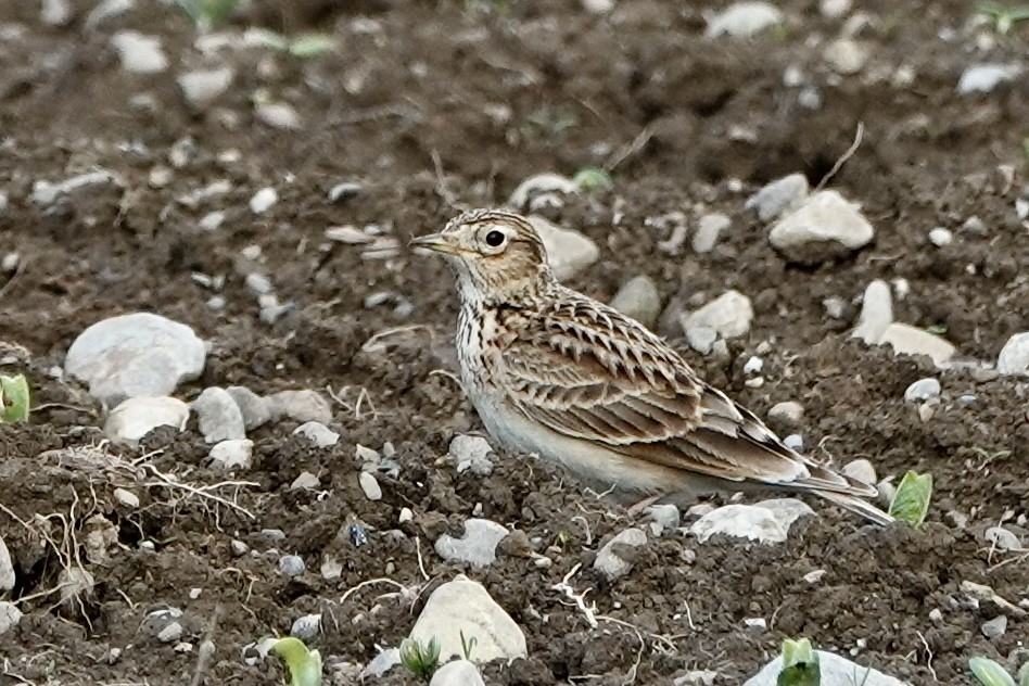 Eurasian Skylark - ML619451014
