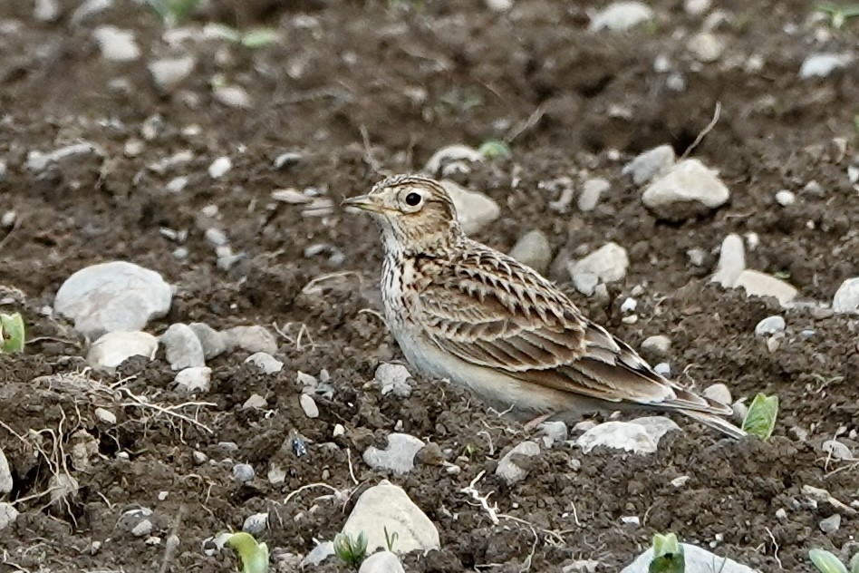 Eurasian Skylark - Daniel Winzeler