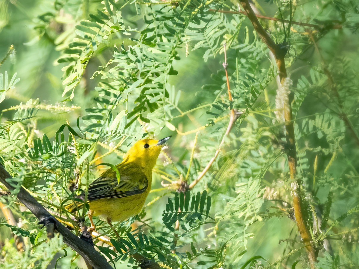 Paruline jaune - ML619451017