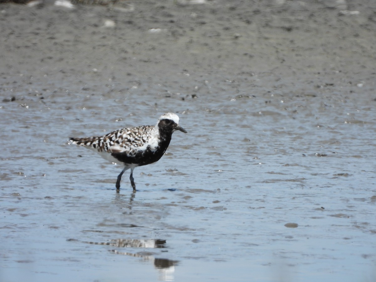 Black-bellied Plover - Nicolas Detriche