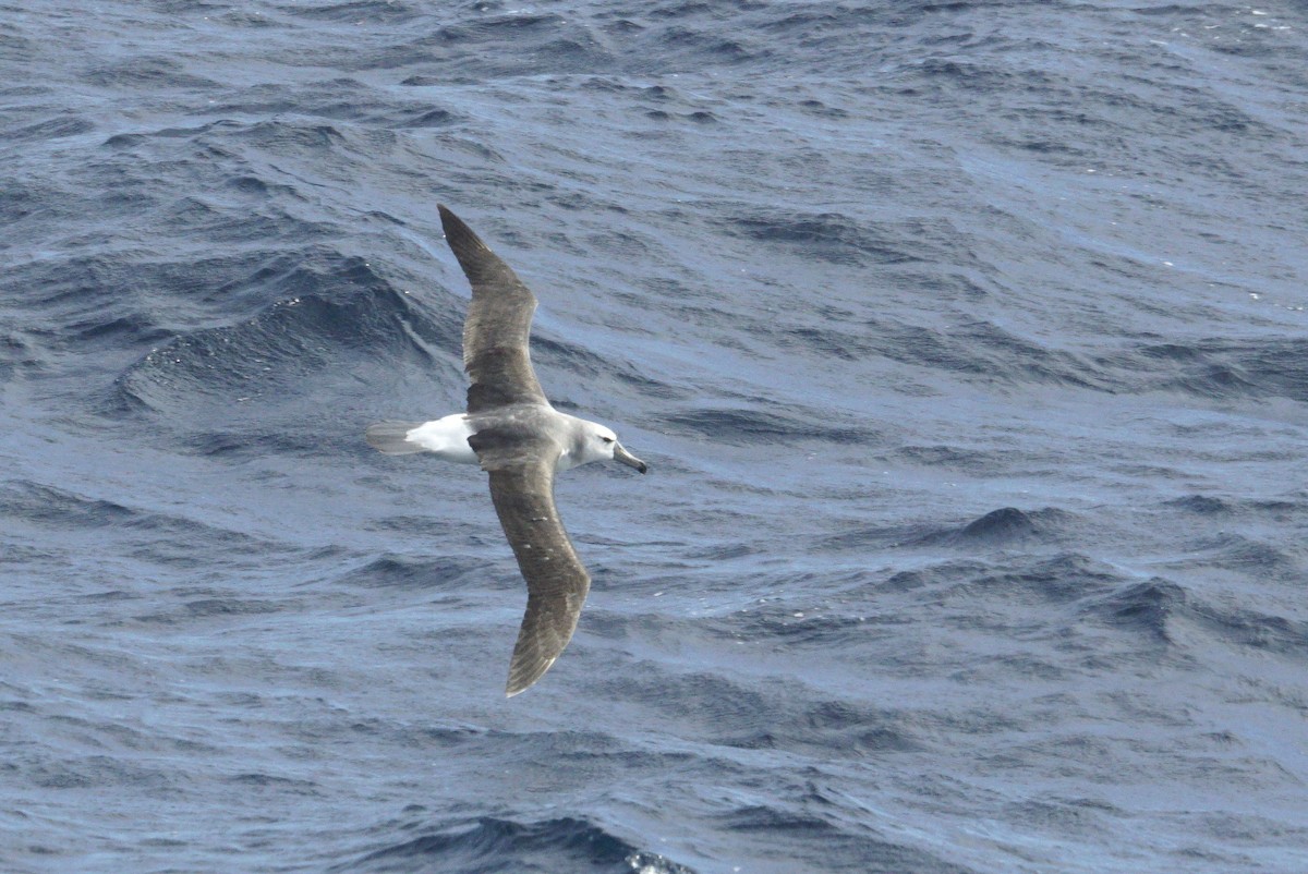 White-capped Albatross - Mike Pennington