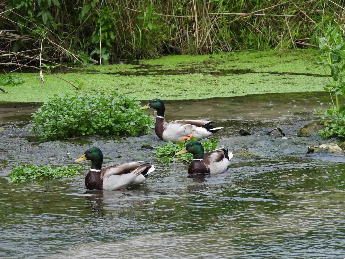 Mallard - Tanja Britton