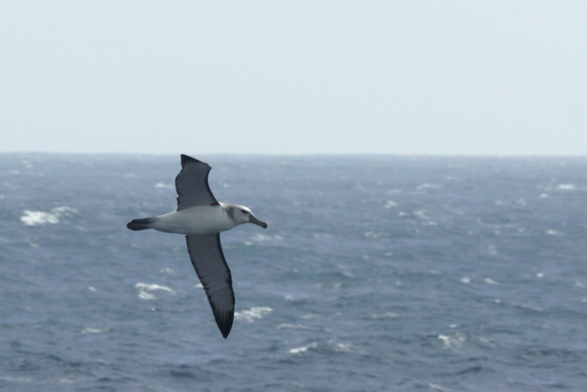 White-capped Albatross - Mike Pennington