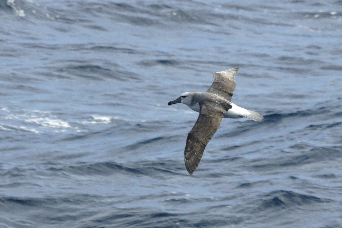 White-capped Albatross - Mike Pennington