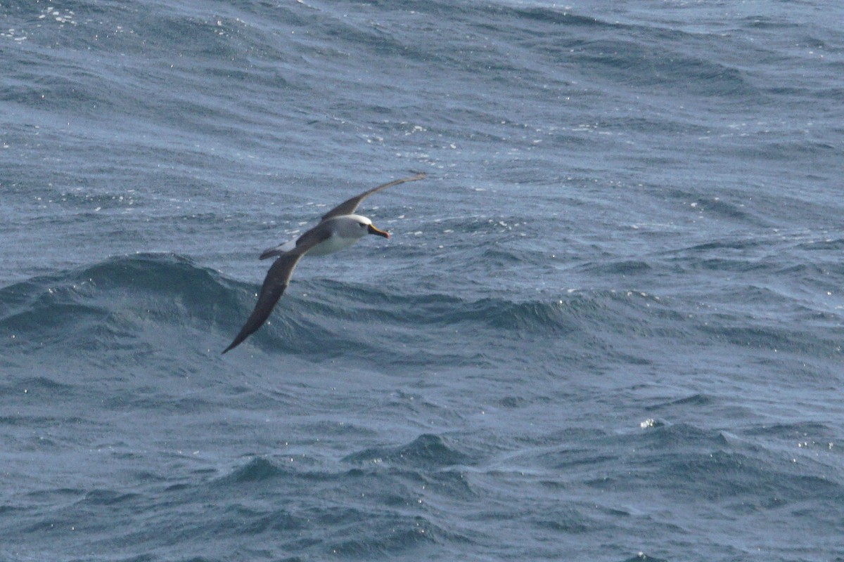 Atlantic Yellow-nosed Albatross - Mike Pennington