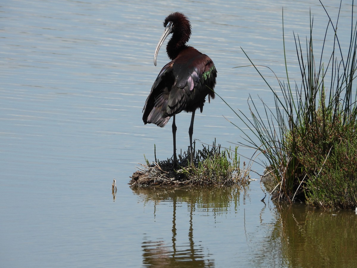 Glossy Ibis - Nicolas Detriche