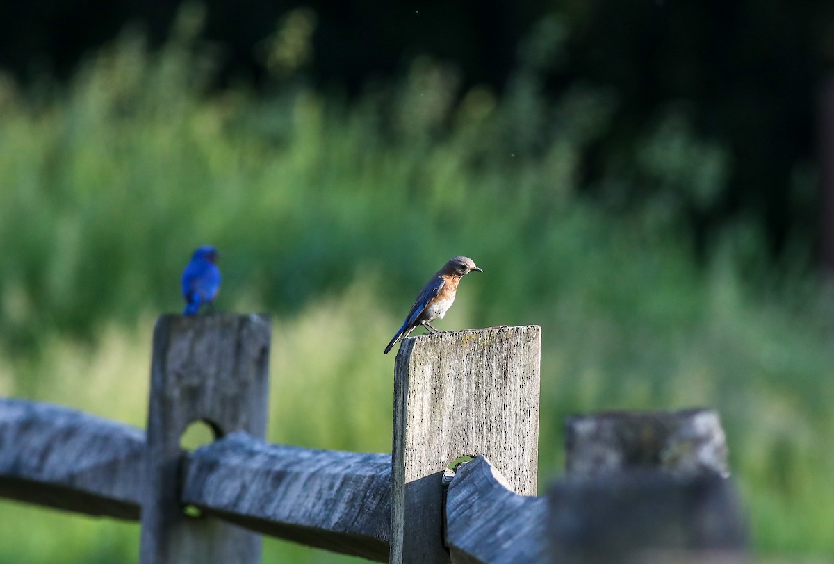 Eastern Bluebird - Debbie Parker