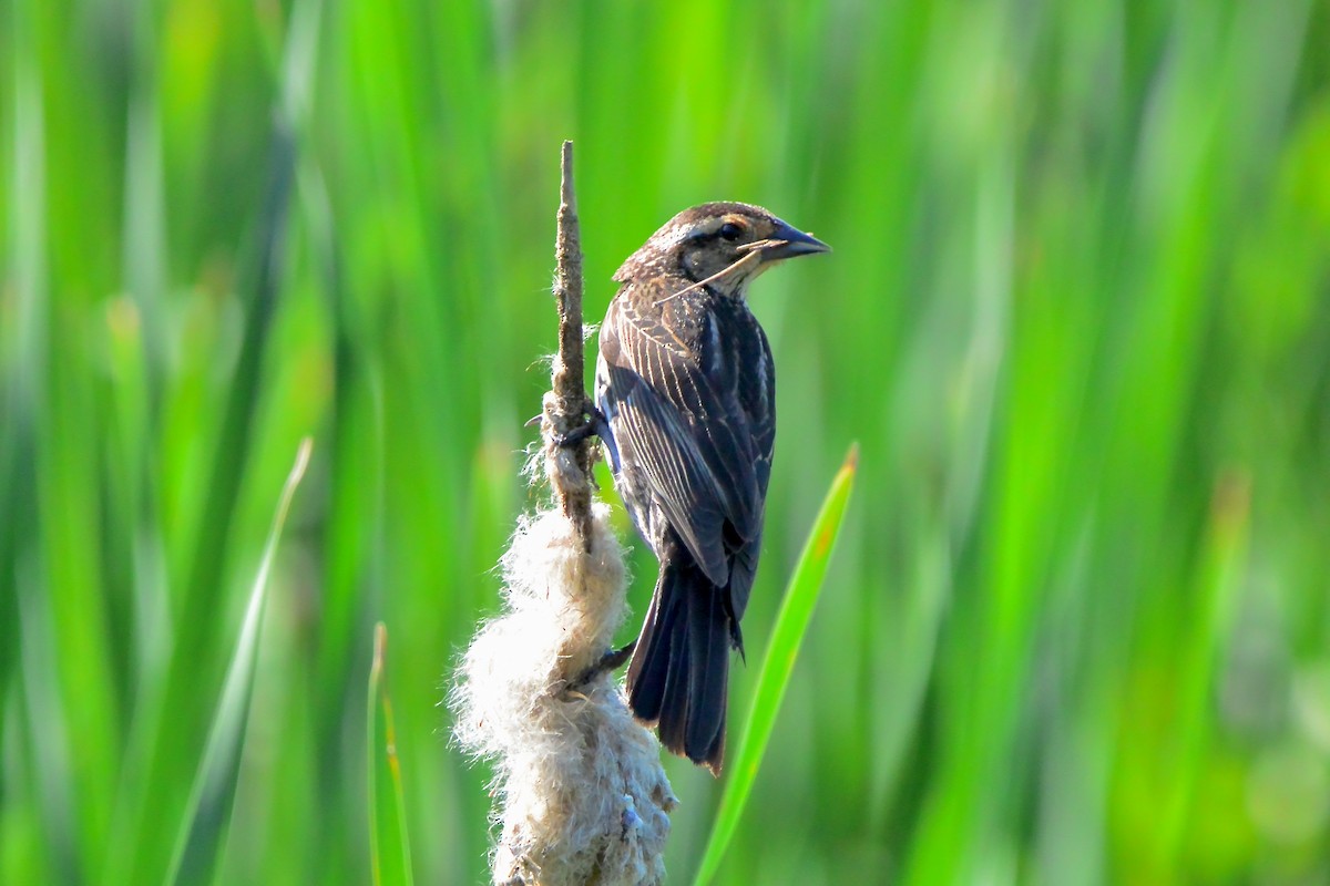 Red-winged Blackbird - Seth Honig