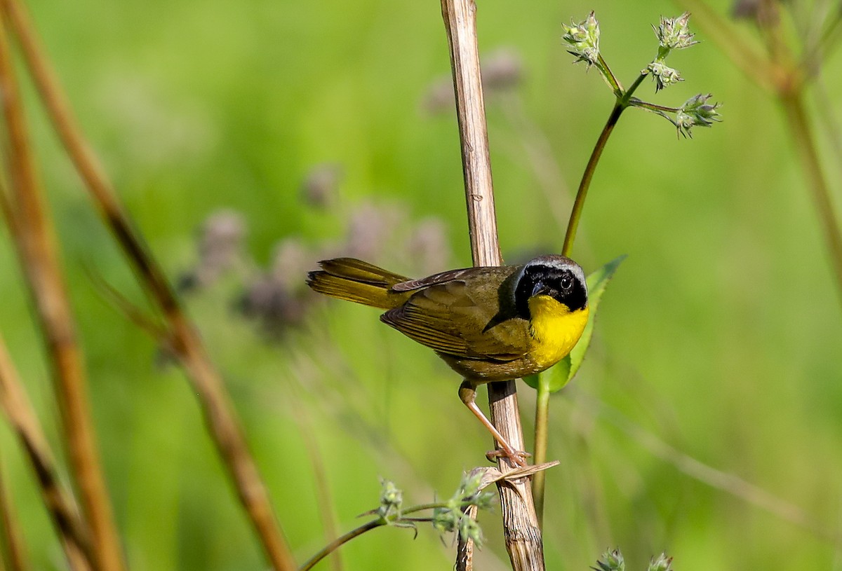 Common Yellowthroat - Debbie Parker