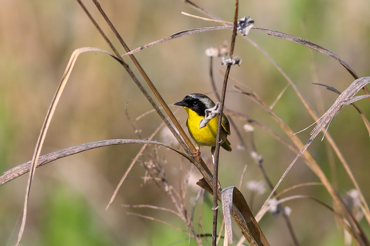 Common Yellowthroat - Debbie Parker