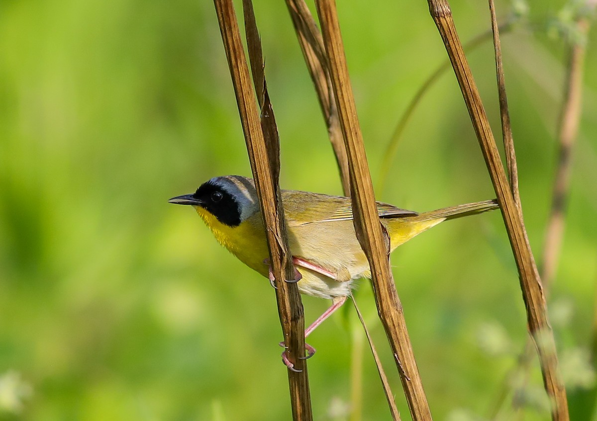 Common Yellowthroat - Debbie Parker