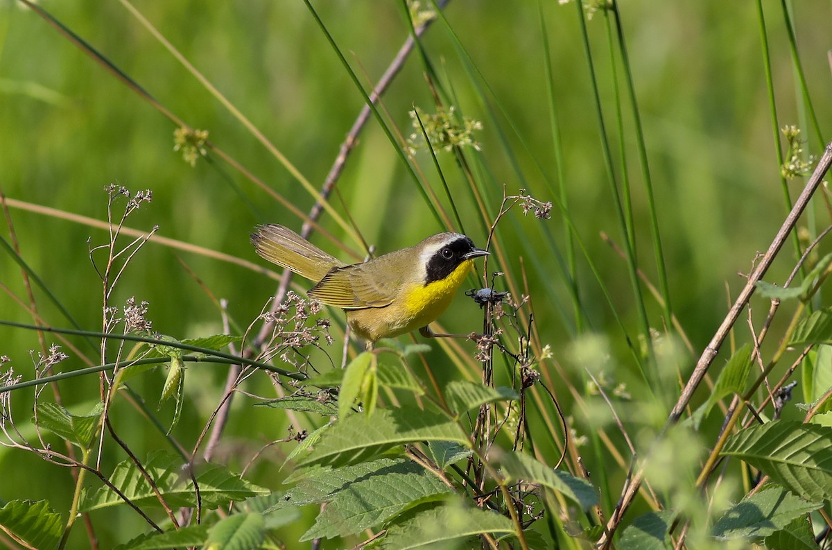 Common Yellowthroat - Debbie Parker