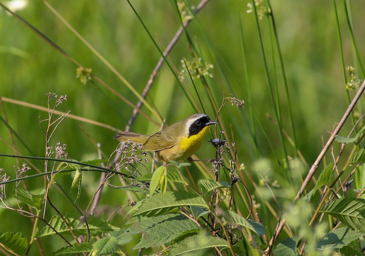 Common Yellowthroat - Debbie Parker