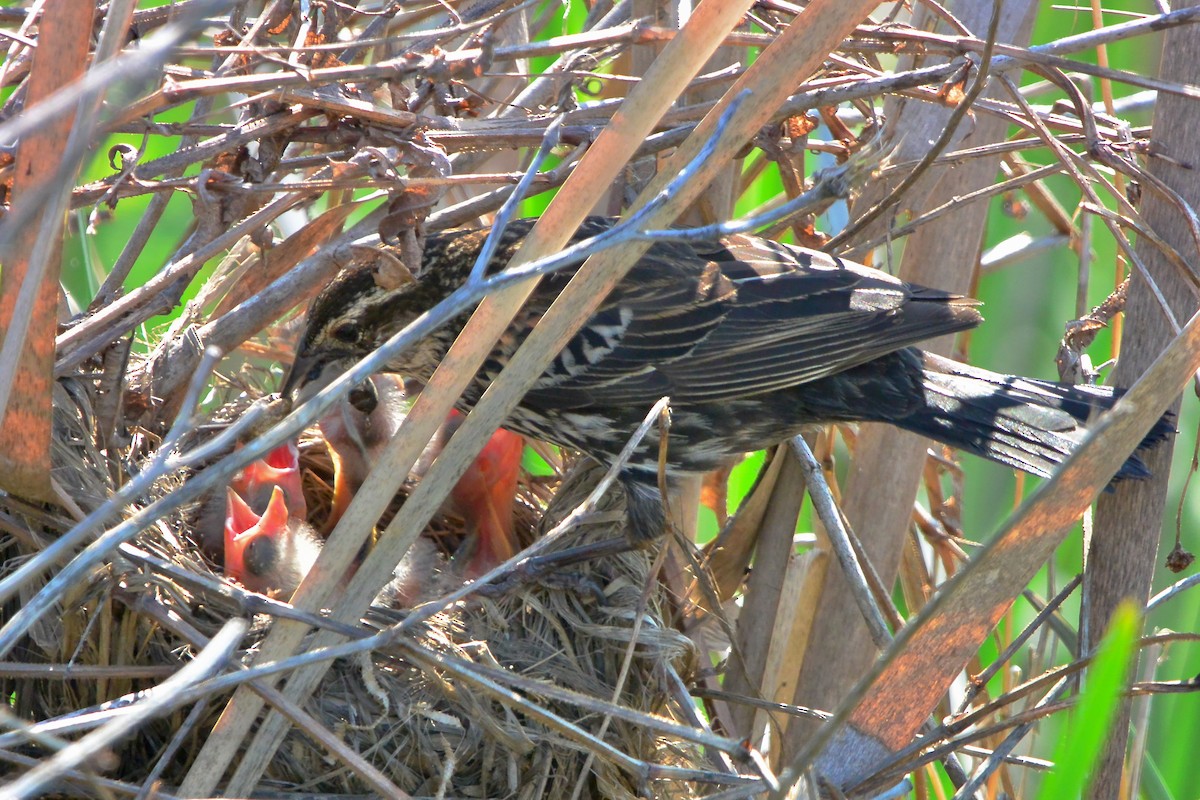 Red-winged Blackbird - Seth Honig