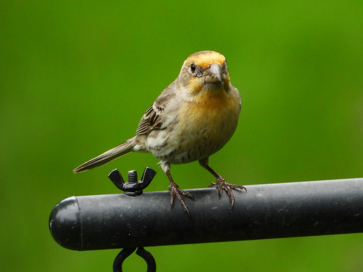 House Finch - Chad Wilson