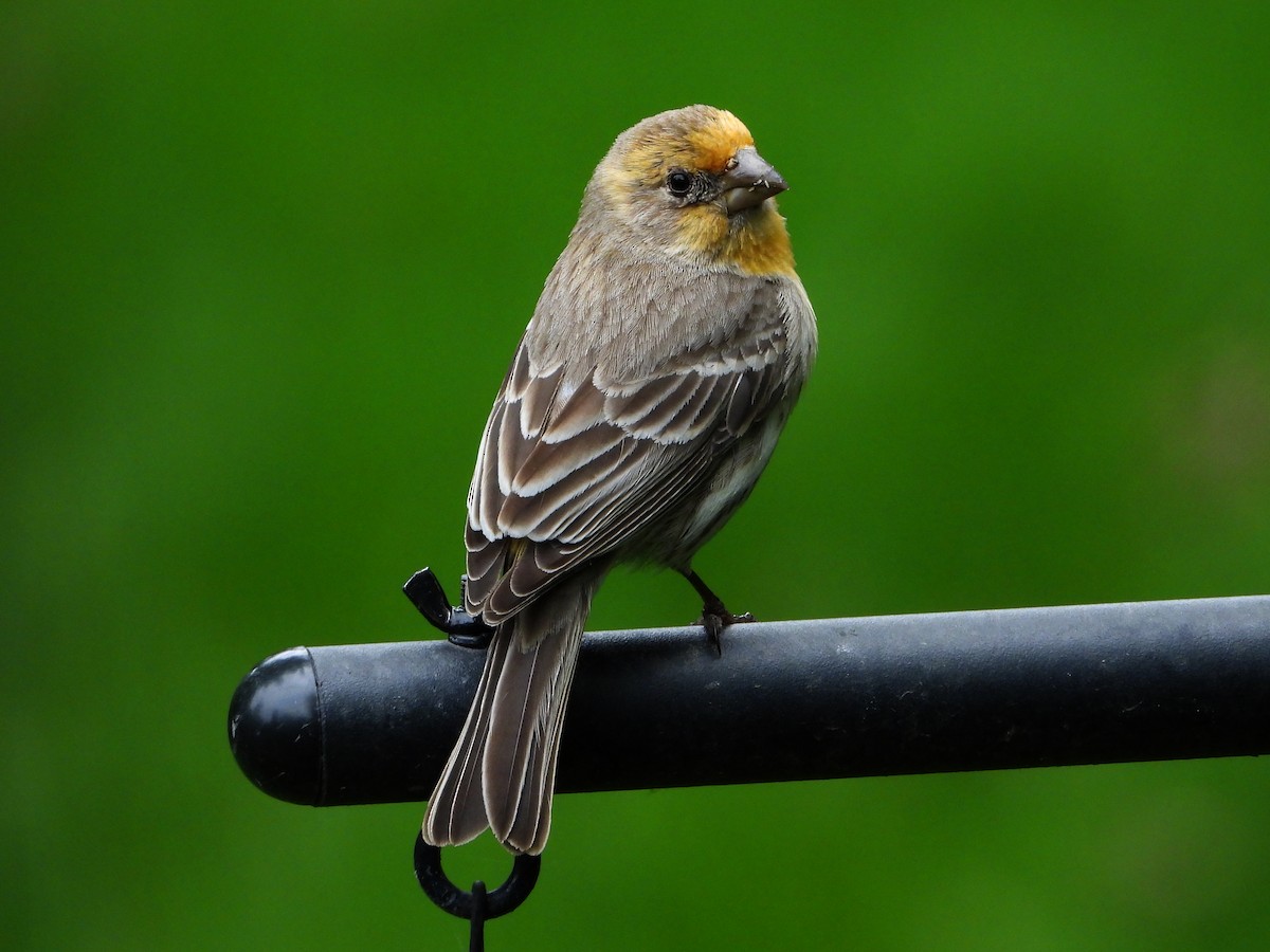 House Finch - Chad Wilson