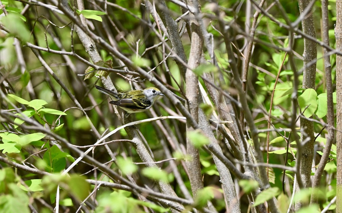 Chestnut-sided Warbler - Yves Morin