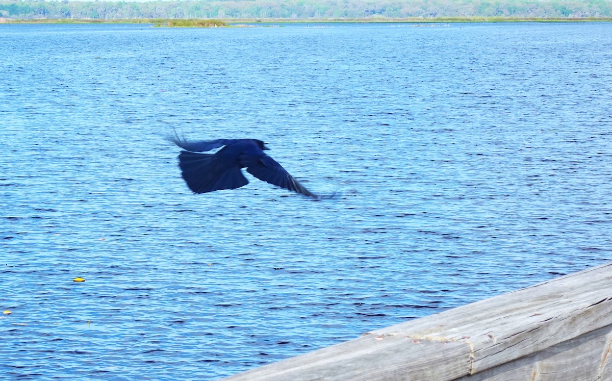 Boat-tailed Grackle - ami horowitz