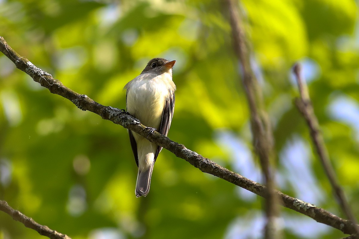 Alder Flycatcher - Debbie Parker